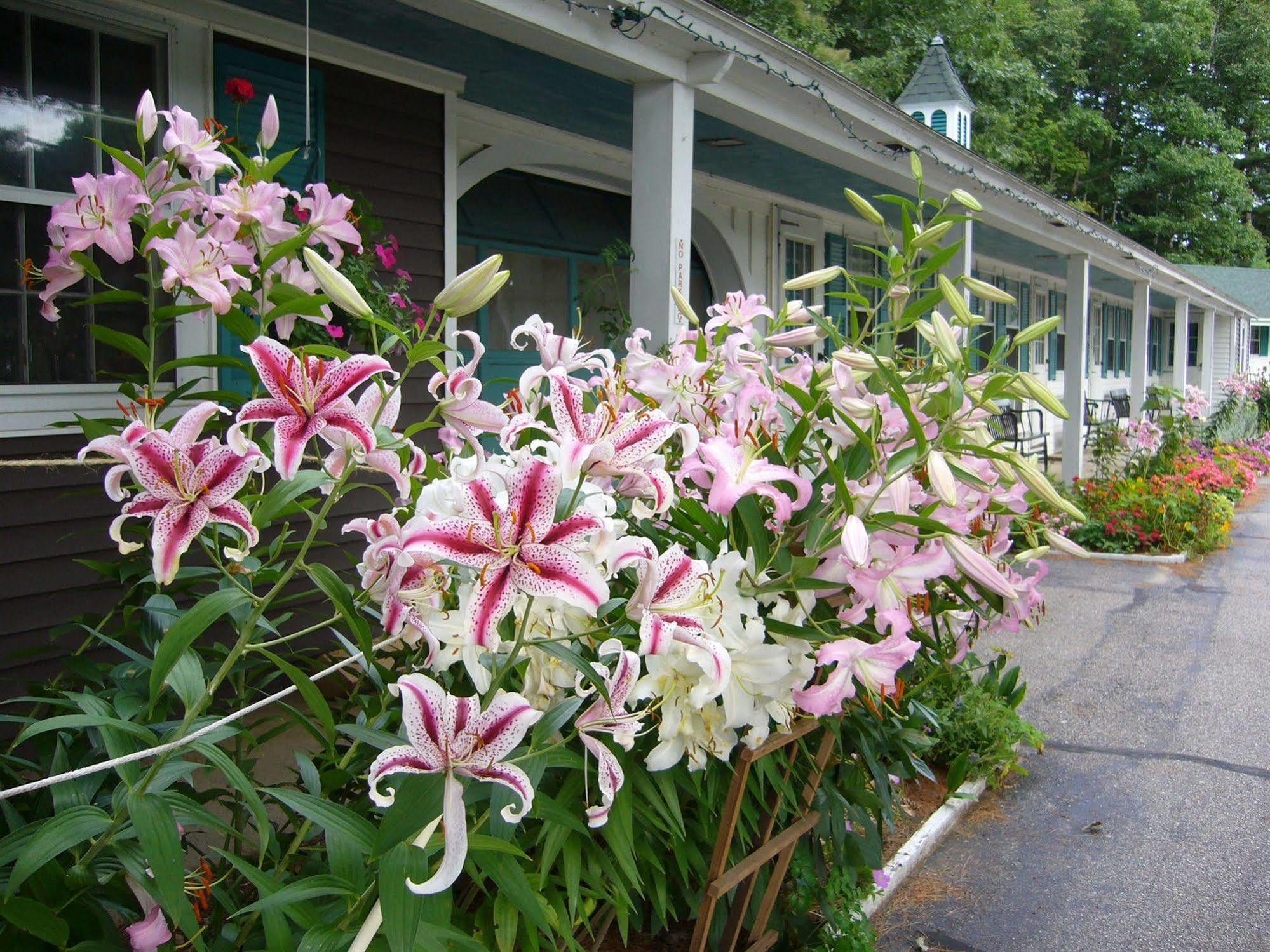 White Trellis Motel North Conway Eksteriør bilde
